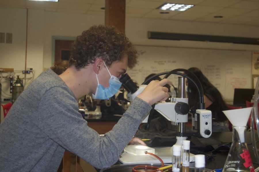 Spencer Goss examines flies looking for specific characteristics.