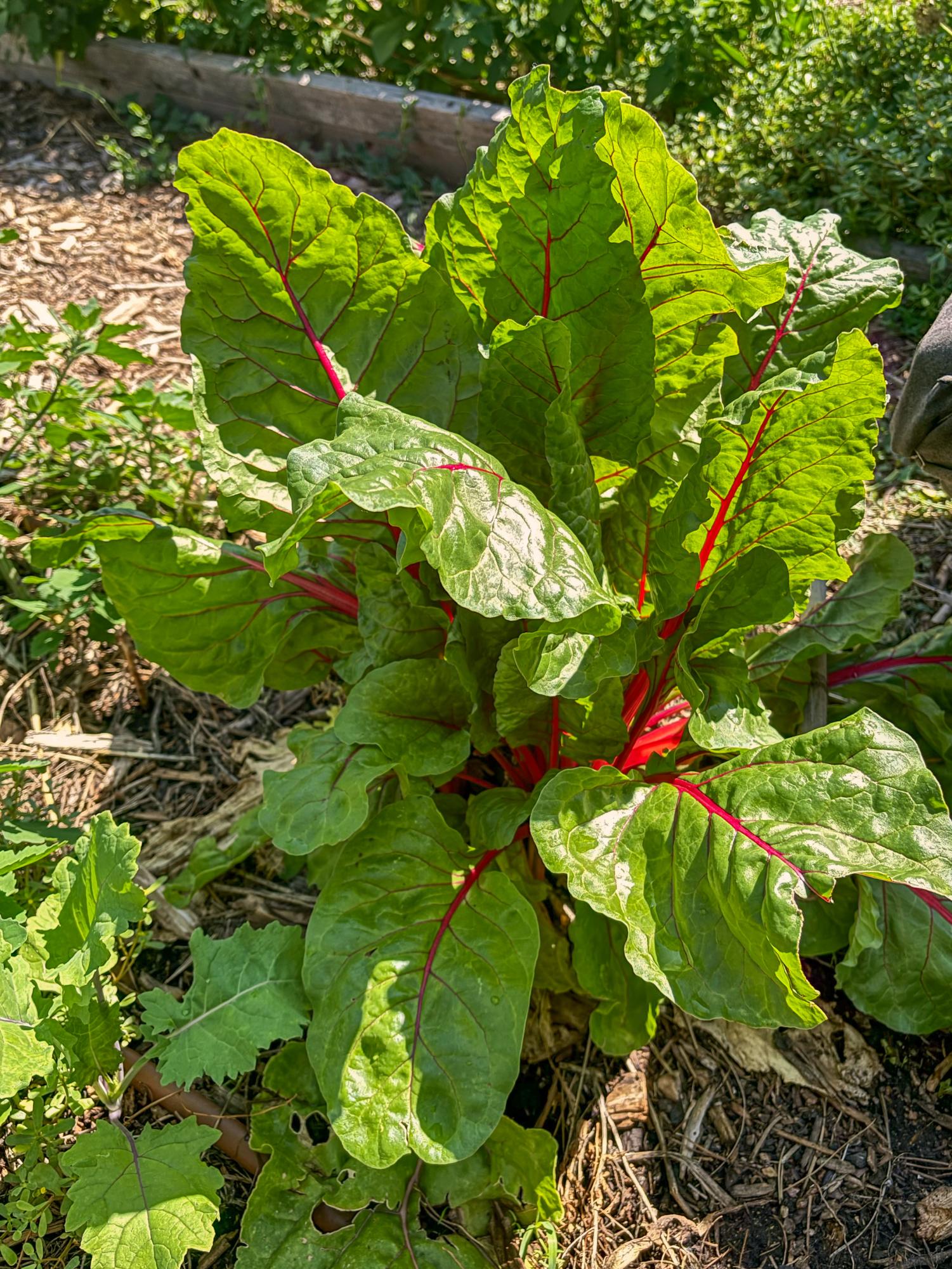 Desert Oasis Teaching Garden, the Hidden Gem of Academy