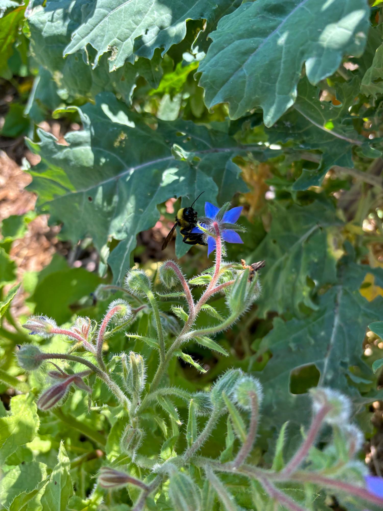 Desert Oasis Teaching Garden, the Hidden Gem of Academy