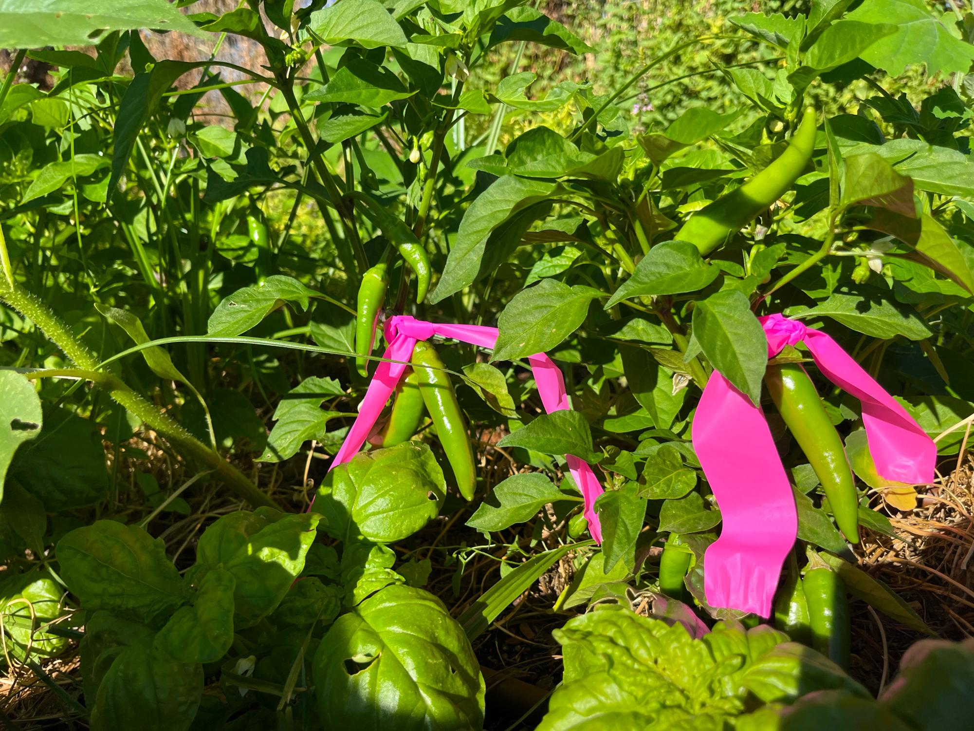 Desert Oasis Teaching Garden, the Hidden Gem of Academy