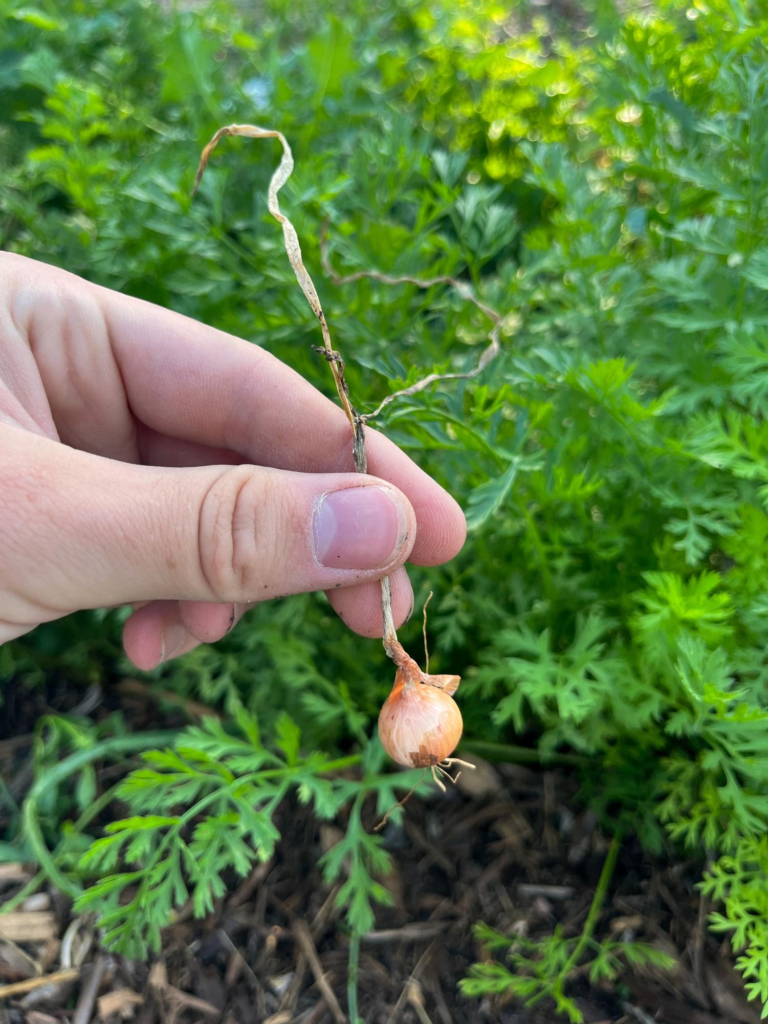 Desert Oasis Teaching Garden, the Hidden Gem of Academy