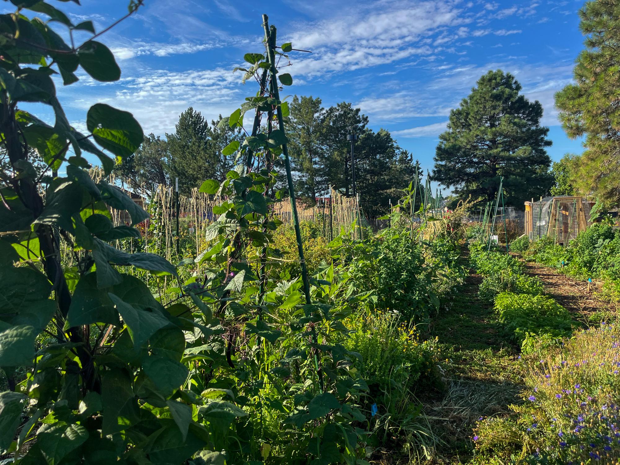 Desert Oasis Teaching Garden, the Hidden Gem of Academy