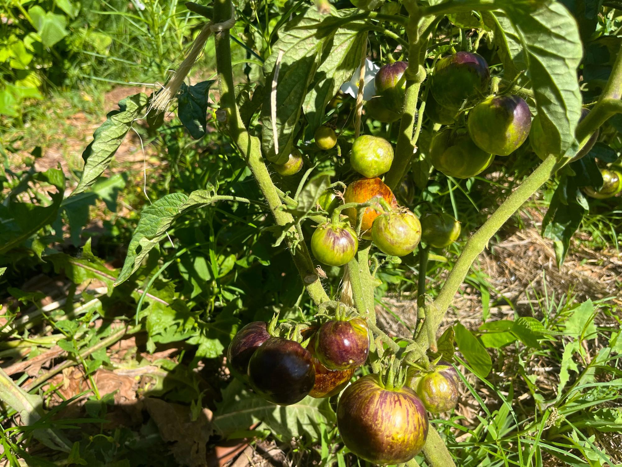 Desert Oasis Teaching Garden, the Hidden Gem of Academy