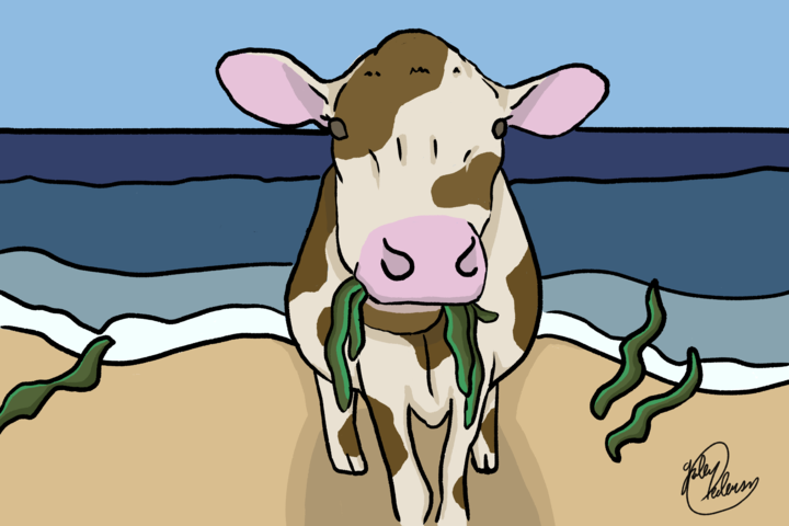 Moooo-ve Over Grass, Seaweed Is the New Feed!