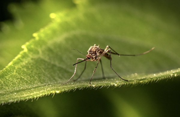 Mosquito Populations Grow As Weather Warms