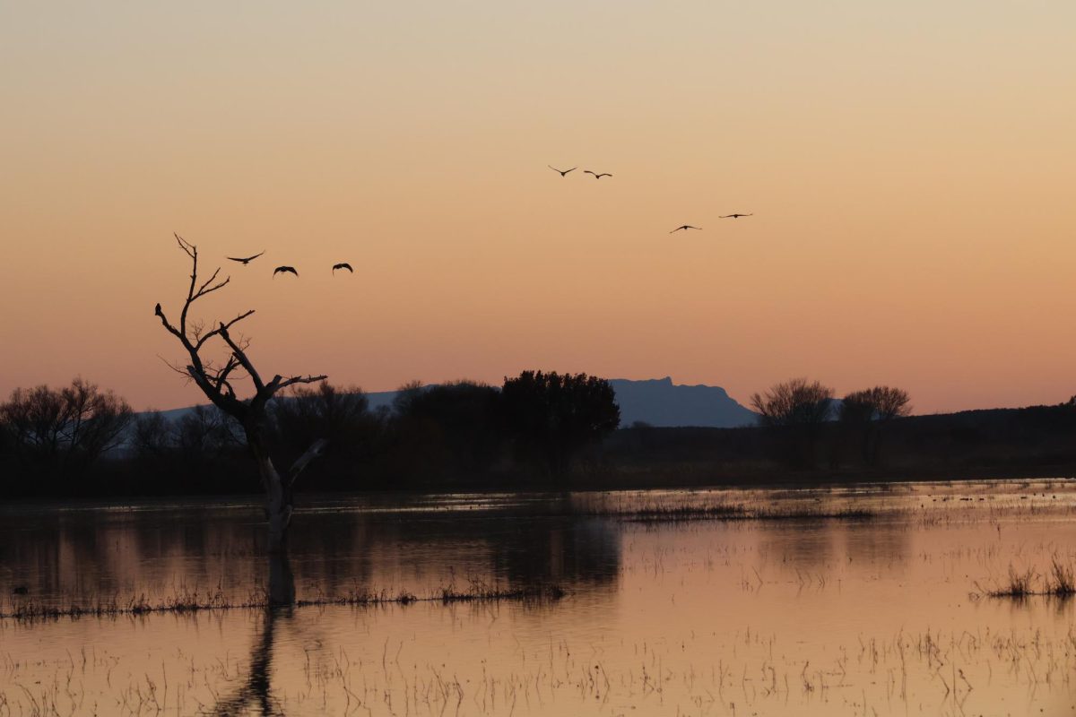 A tree filled with Grackles at sunset with Sandhill Cranes flying in the distance.